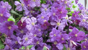 Чем подкормить клематис в июле для пышного и длительного цветения