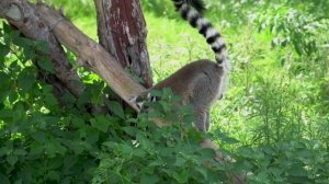 How Lemurs Use Their Tails