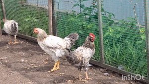 Самых активных петухов отправила к курам. Петушки повзрослели.