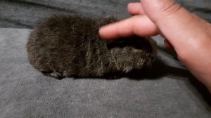 американский тедди кремовый агути с белым из питомника ZLATO VLASKA