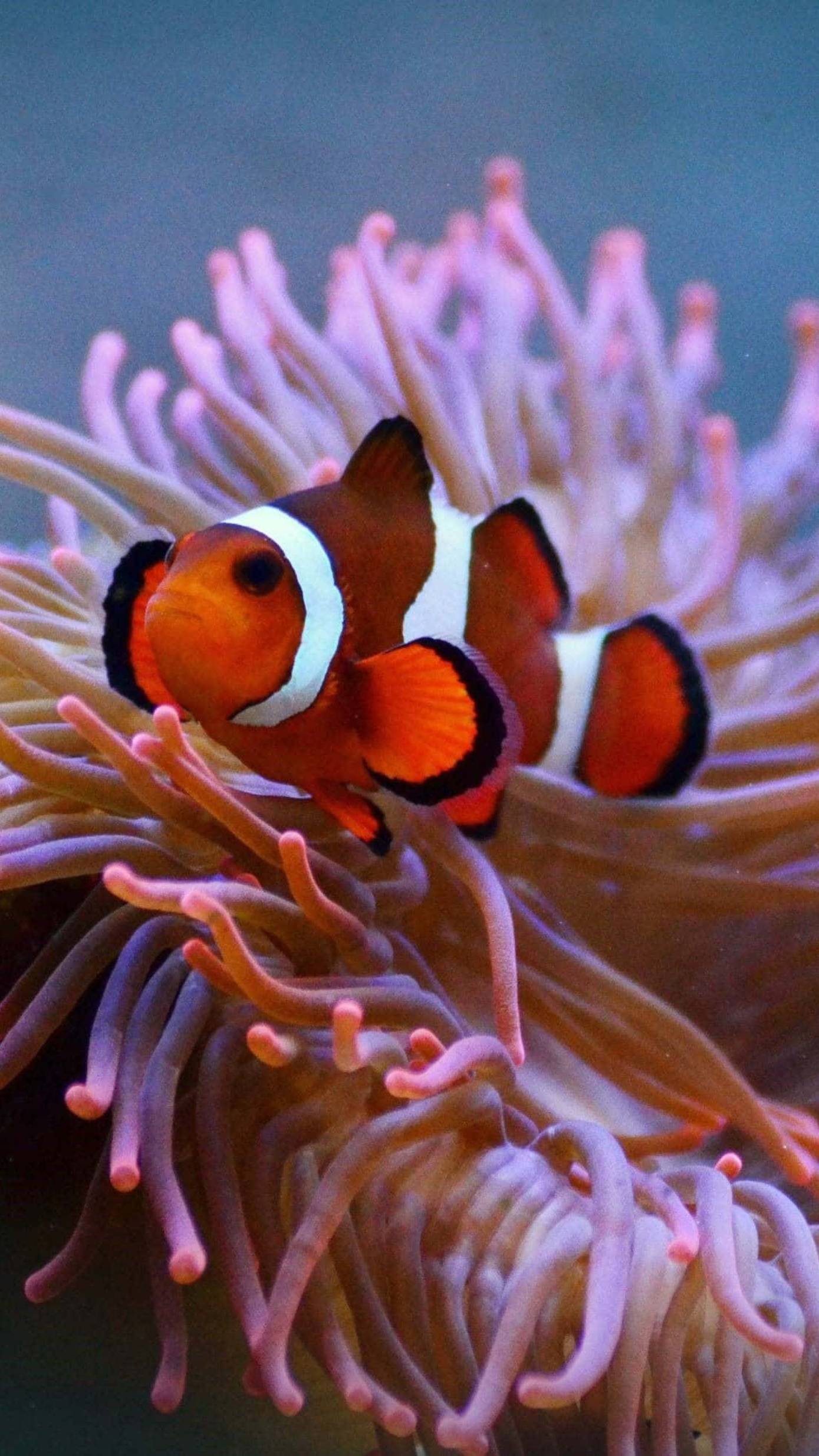 The Clownfish