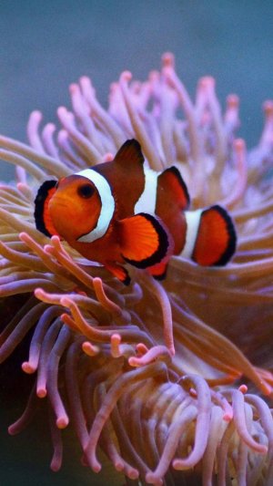 The Clownfish