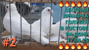 🔥🔥🔥 Птичий рынок в Ростове на Дону 17.08.25. Сборная ярмарка голубей. Часть 2. Bird Market.