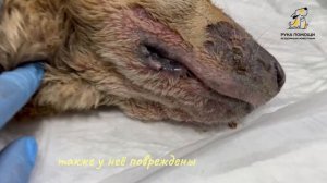 Верочка обожгла морду и лапы. Поддержать⬇️