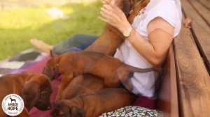 Баварская горная гончая, питомник Amber Hope