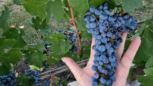 Выходной,называется 😁 Натухаевская.Обстановочка 23 августа