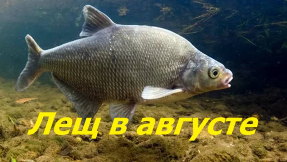 ЛЕЩ в АВГУСТЕ! В КАКИХ МЕСТАХ КЛЮЁТ ЛЕЩ ЛЕТОМ? ПРИКОРМКА, СНАСТИ и НАЖИВКИ ДЛЯ ЛОВЛИ ЛЕЩА в АВГУСТЕ
