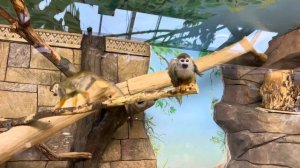 Эк зоопарк ТРЦ РИО