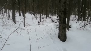 Охота на куницу. Дубль 2