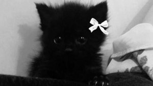 Ладно,держите видео на последок__𝕂𝕣𝕒𝕞𝕝𝕖𝕥 𝕥𝕠𝕔𝕒𐙚__Toca Boca World__