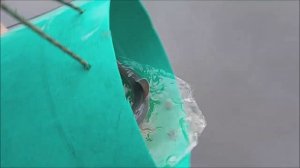 Зарыбление осетром нижнего водоёма 150 кг. Клёвое место, Лосиный остров.