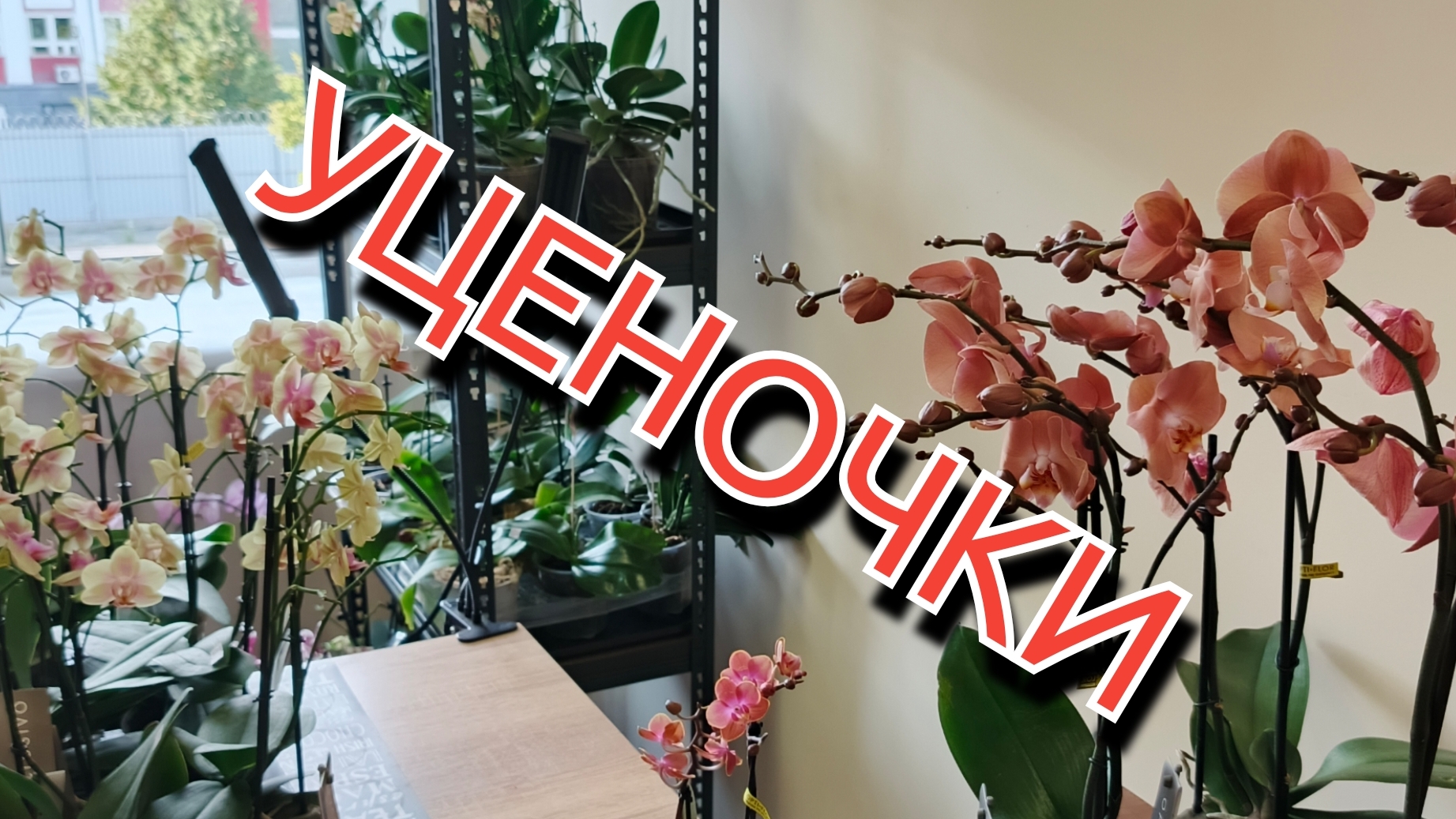 Уценочки орхидей на конец августа '25