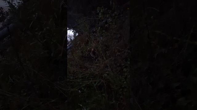 лисёнок смотреть онлайн