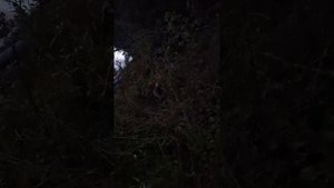 лисёнок