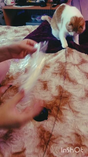 Кексик что-то заскучал🐯