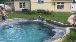 маламут Балто. Каменск-Уральский