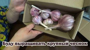 Обзор покупок с маркетплейса: светильники, семена томатов, озимый чеснок