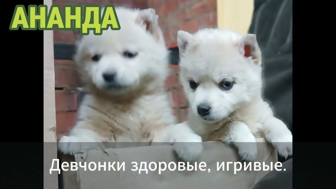 Хасята в добрые руки