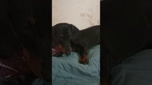 Такса миниатюрная смешная и забавная Дина