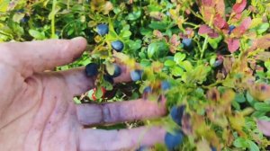 В лес за грибами 2 часть.