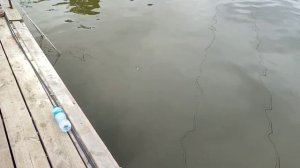 Осетр с переходного