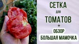 Сетка для томатов нужна ли? Сравнение в открытом грунте. + Обзор "Большая мамочка"