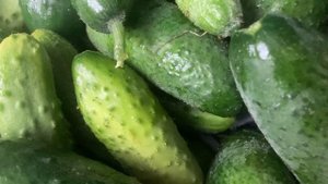 Урожай огурцов.