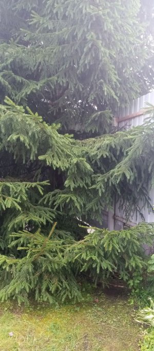 Это не просто ель это база