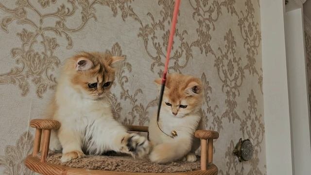Котята золотые шиншиллы, сестрички Nevermore и Nezabudka, длинношерстная и короткошерстная.