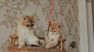 Котята золотые шиншиллы, сестрички Nevermore и Nezabudka, длинношерстная и короткошерстная.