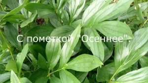 АВГУСТ. РАБОТЫ В САДУ.