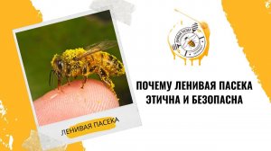 ЛЕНИВАЯПАСЕКА.РФ.Вы поймете почему ленивая пасека этична и безопасна