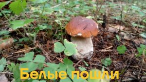 В лес за грибами, белые пошли
