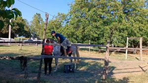 Заездка жеребца. Онлайн ученики Horse family. Краснодар