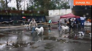 Выставку собак под дождем провели в парке Комсомольска-на-Амуре