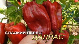 Сладкий перец ДАЛЛАС. Обзор сортов ПЕРЦА!
