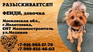 Пропала собака! ФЕНДИ, девочка. Московская обл., г.Ивантеевка.