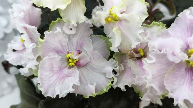 Фиалка ПТ-Лиаскай