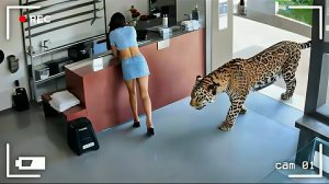 Эпичные моменты с животными снятые на камеру