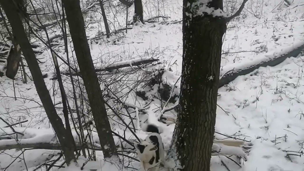 Охота с лайками, белка и куница смотреть онлайн