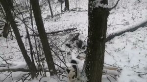 Охота с лайками, белка и куница