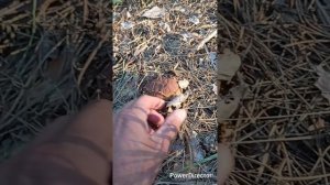 КАБАН! КАБААН!!! ДЫ ПРАВДА!!! ТУДА ПОБЕЖАЛ!)