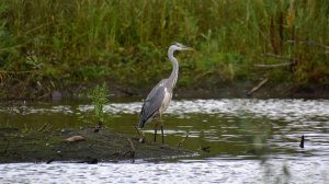 Серая цапля в Центральном парке Екатеринбурга