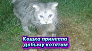 Моя кошка Зайка принесла добычу котятам