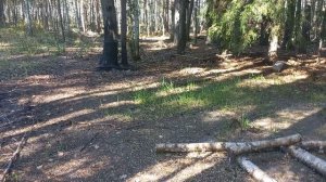 Новая версия автоматической кормушки жужа для кабанов