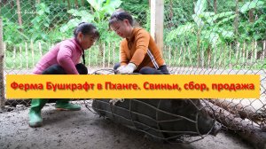 Ферма Бушкрафт в Пханге. Вьетнам. Свиньи, сбор, продажа
