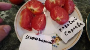 Уличные томаты Июньский, Розовый Сараева, Мармелад оранжевый