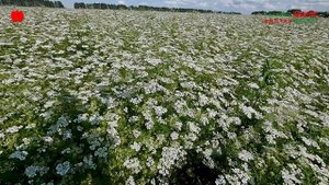 Здоровый ароматный прибыльный кориандр по технологии "ТатАгроБиоТех", Нижнекамский р-н РТ, июль 2025