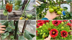 20 августа. Обзор огорода. Помидоры трескаются. Холодные ночи.