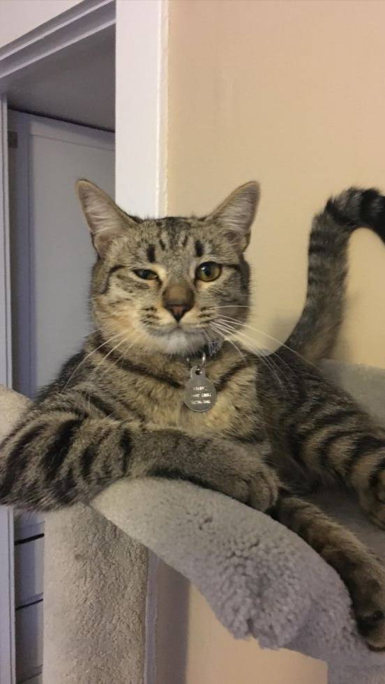 Котики смотреть онлайн